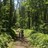 Фотография Панорамная фотография Лесная тропинка