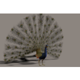 Павлин 3D модель