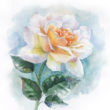 Rose of the first meeting