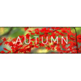 ✅Autumn⚡Steam\РФ+Весь Мир\Key⭐+ Карточки🂡
