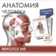 Human anatomy. Myology. CARDS