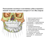 Анатомия зубов человека