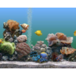 Gorgeous zactavka a seabed on your computer