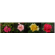 Beautiful flowers for your desktop