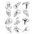 Skulls & Bones
