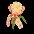 The scheme for embroidery technique punchneedle "Iris"