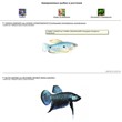 Aquarium fish module for PHP NUKE engine