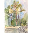 Watercolor sketches Pines in the park