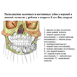 The anatomy of human teeth