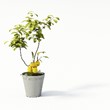 3d model of a lemon tree