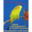 Everything about budgies "Learn to say the procedure"