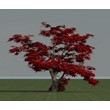 3d model tree for Revit (Acer palmatum)