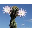 Wallpapers with flowering cactus