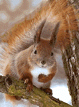 The scheme for embroidery cross Squirrel